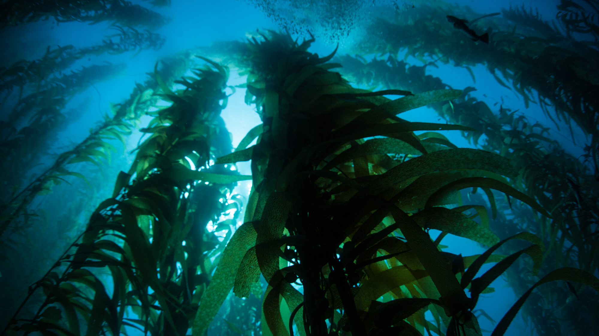 Kelp holds a timeline of Earth’s history