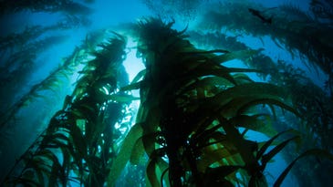 Kelp holds a timeline of Earth’s history