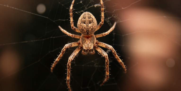 Scientists made a claw machine from a dead spider