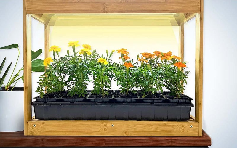 A rectangular bamboo growhouse by Ferry-Morse with a tray of geraniums growing inside.