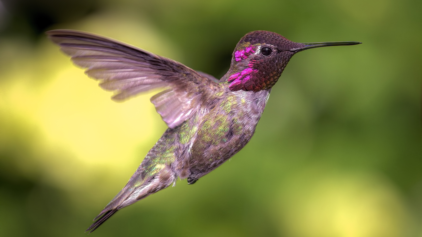 An Anna’s hummingbird with bright pink plumage flies near some leafy green trees.