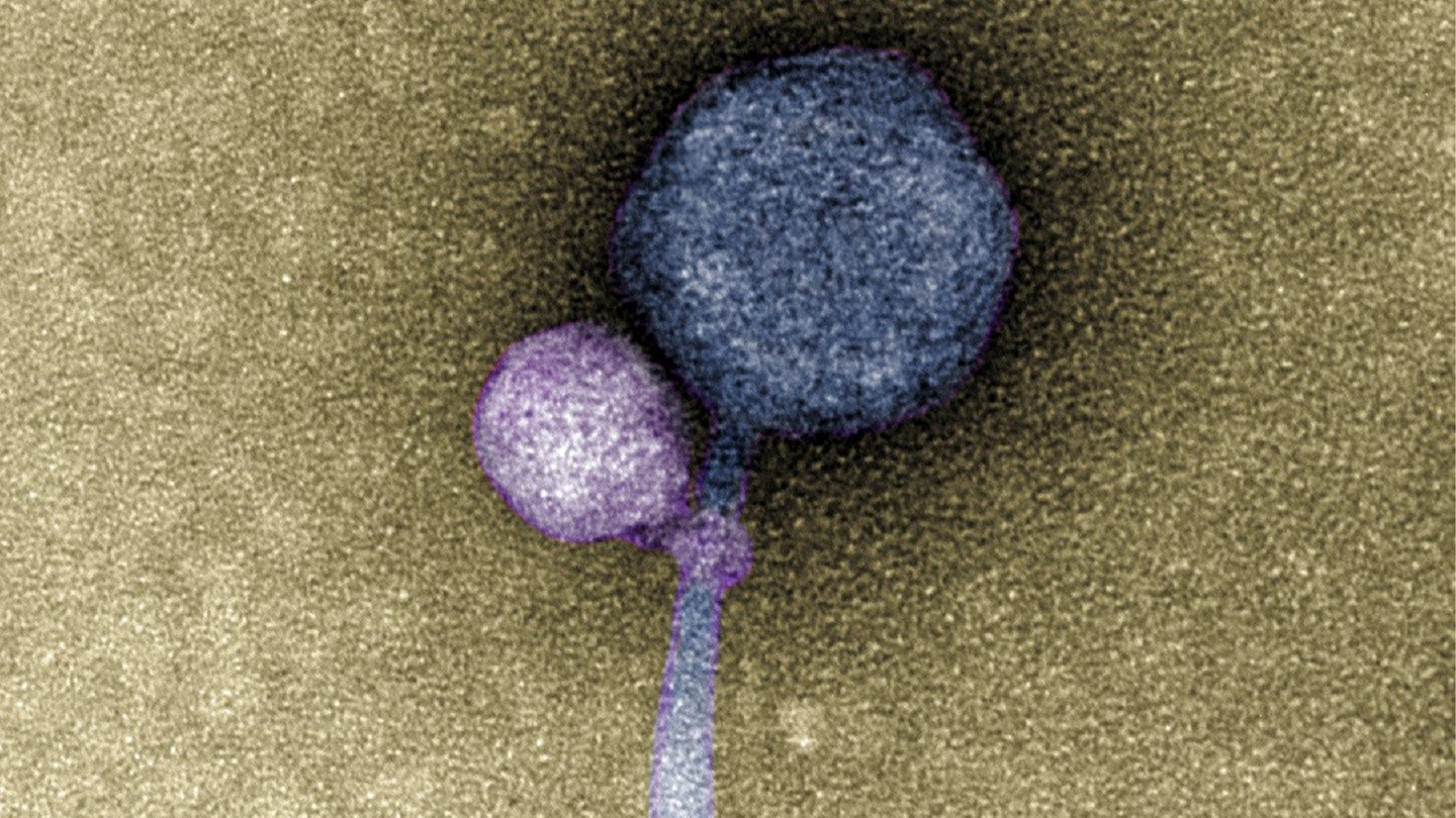 A colorized image of the newly discovered satellite virus latched onto its helper virus. The helper virus is larger and shown in a dark blue, while the satellite virus is smaller and purple. It is attached at the "neck" of the helper virus.