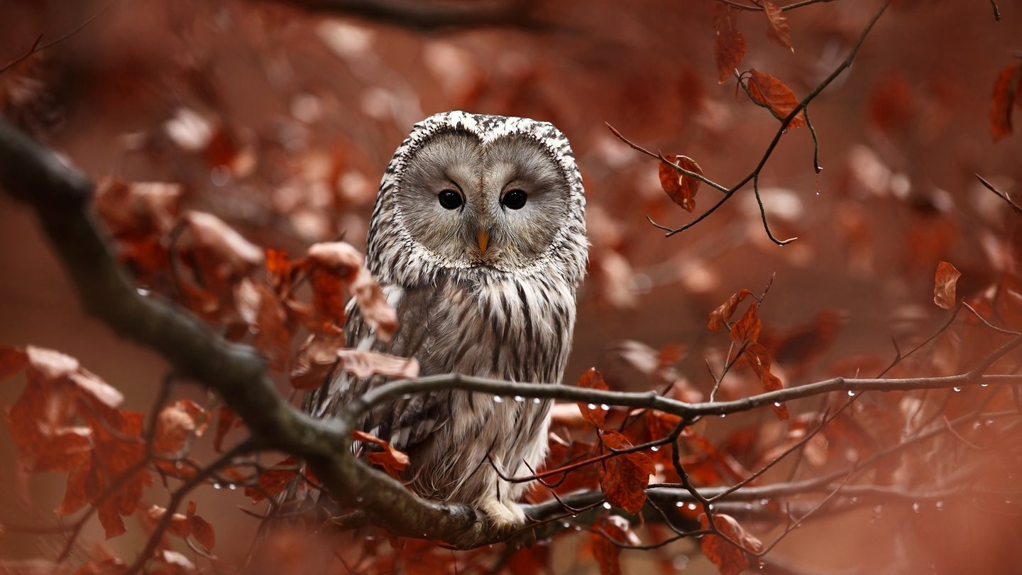 Owl chronotypes function better at night, while lark chronotypes are more energized in the morning.