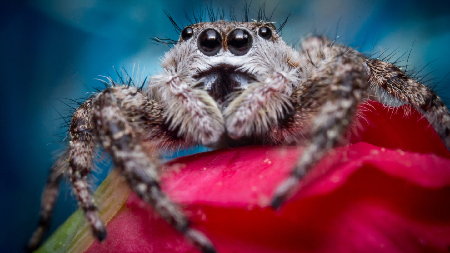 Spiders are among the least popular animals on Earth, despite being generally harmless and often very beneficial (and sometimes even cute).