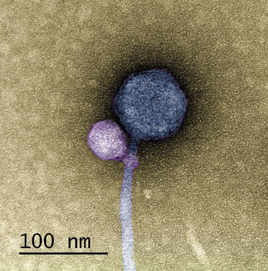 A colorized image of the newly discovered satellite virus latched onto its helper virus. The helper virus is larger and shown in a dark blue, while the satellite virus is smaller and purple. It is attached at the 