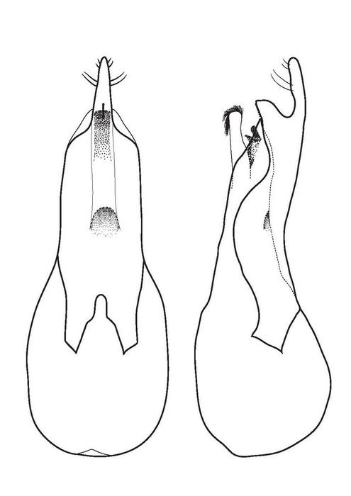 Drawing of the male genitalia of Loncovilius carlsbergi, which in lateral view looks like a bottle opener. 