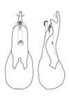 Drawing of the male genitalia of Loncovilius carlsbergi, which in lateral view looks like a bottle opener. 