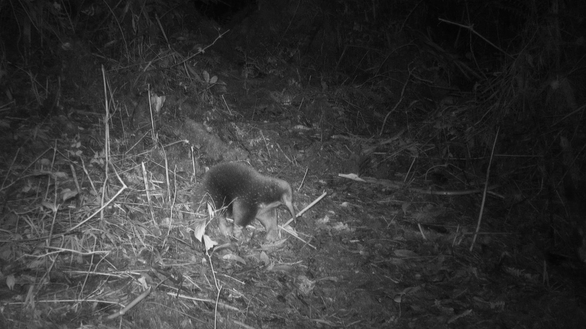 Elusive egg-laying mammal caught on camera for the first time
