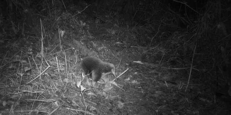 Elusive egg-laying mammal caught on camera for the first time