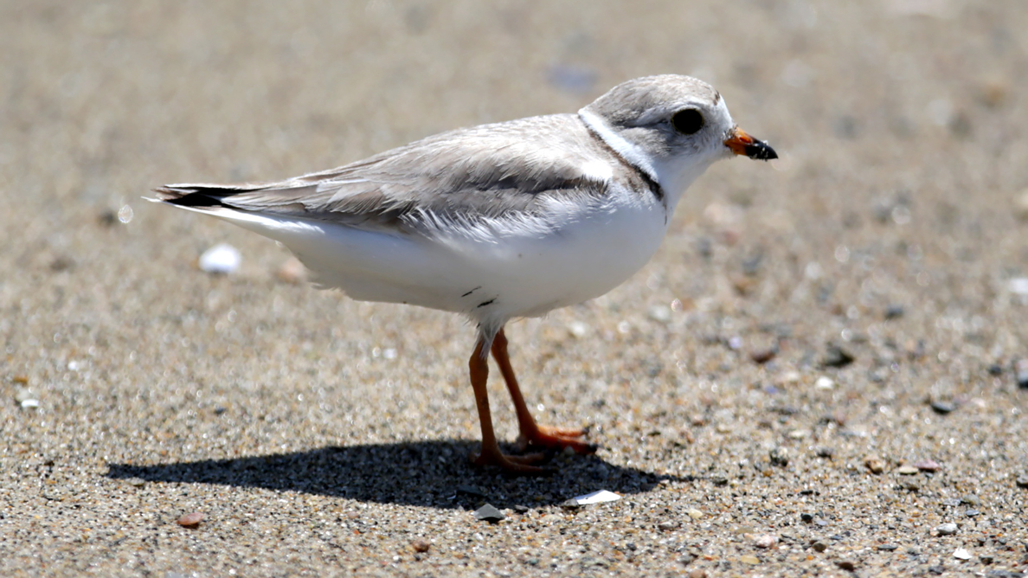 A piping plover walks along L Street Beach in South Boston. The bird is small, with white and grey plummage.