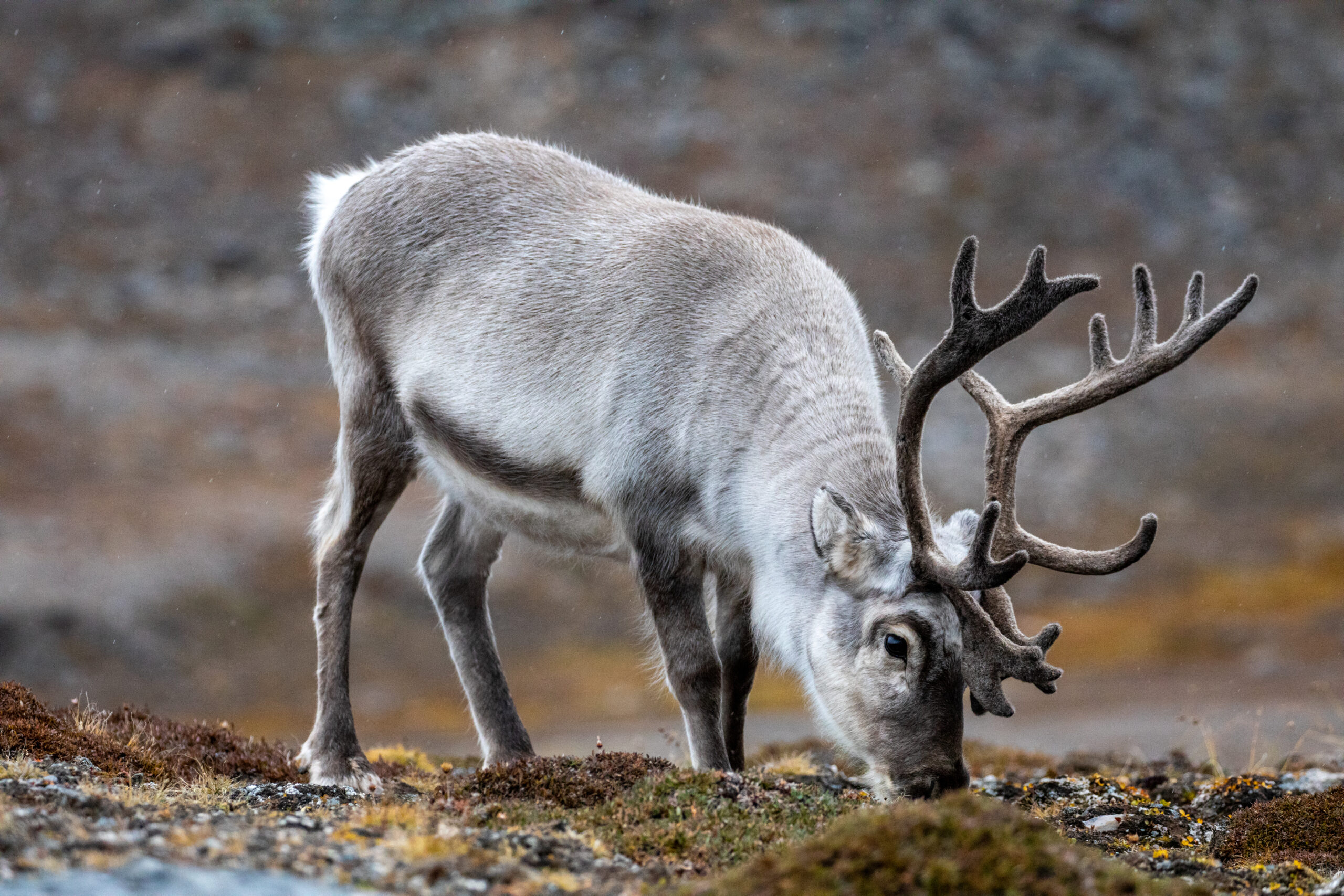 Lone Svalbard reindeer grazing in the Tundra in Svalbard.