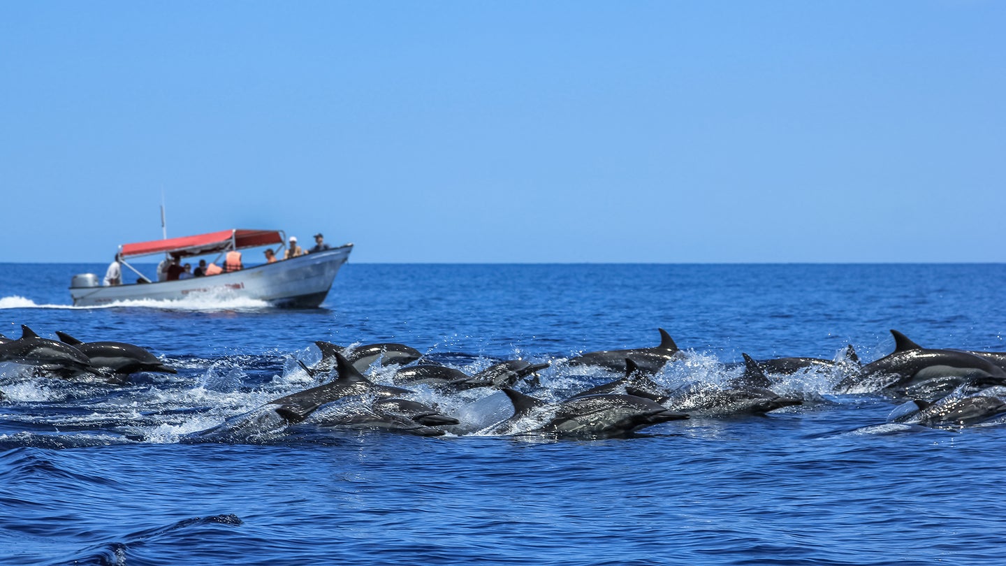 Dolphins that learn to approach people for an easy meal will often hang around fishing boats.
