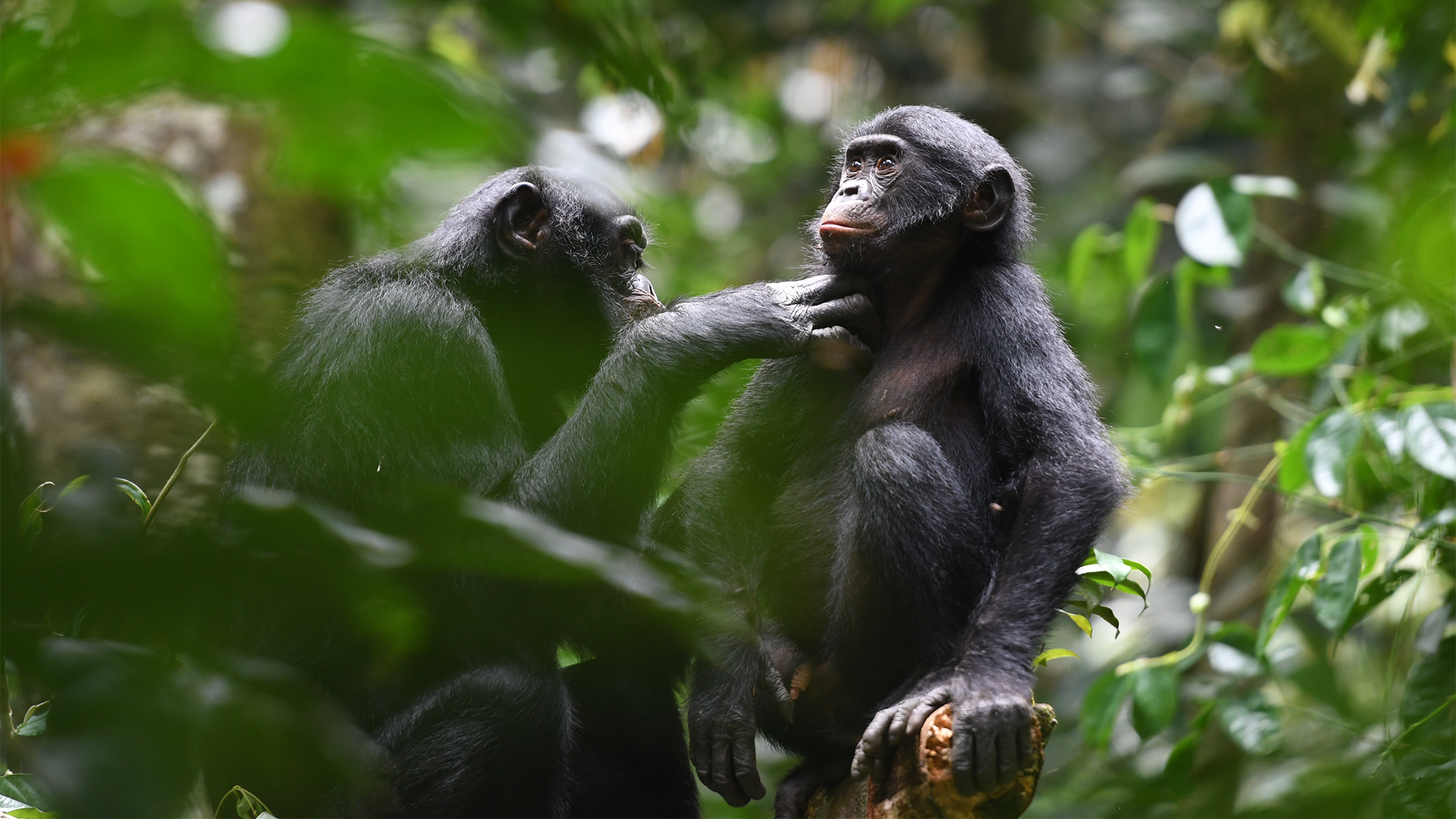 Wild bonobos show surprising signs of cooperation between groups