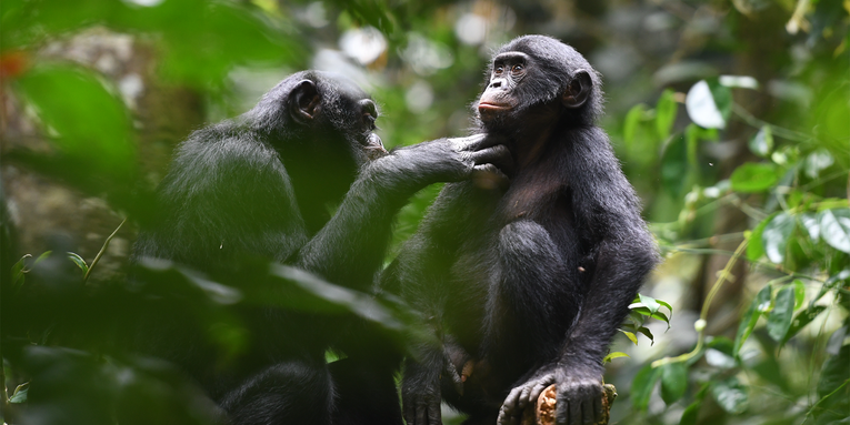 Wild bonobos show surprising signs of cooperation between groups