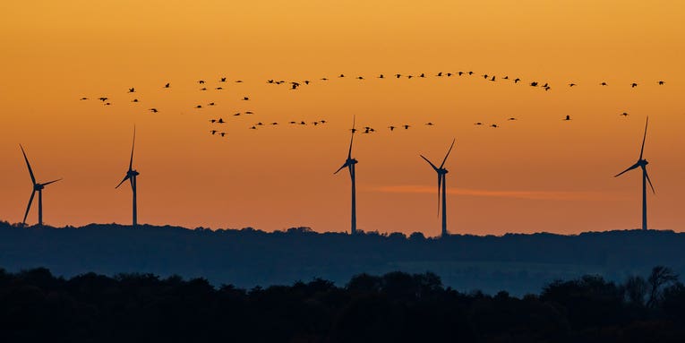 How wind turbines could coexist peacefully with bats and birds