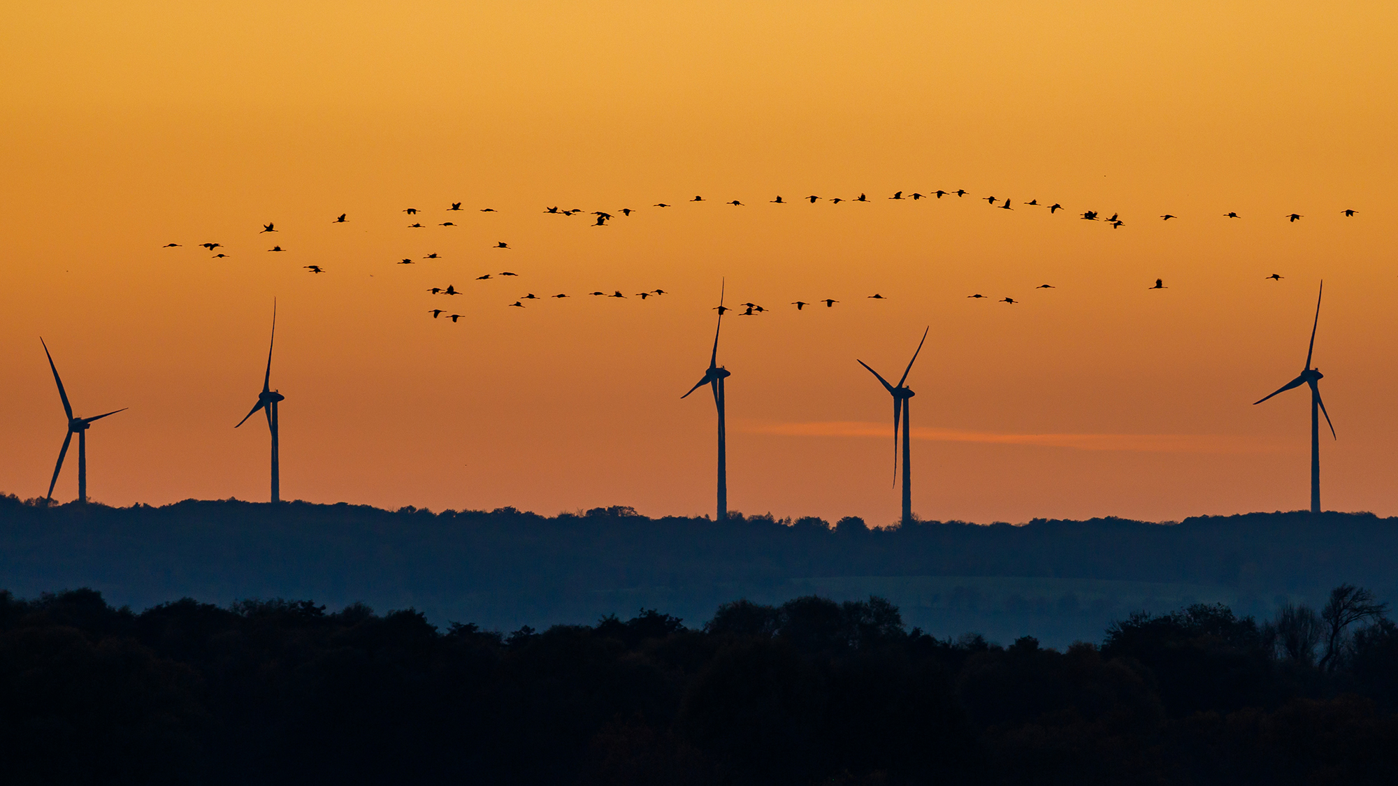 Birds flying past wind turbines at sunrise