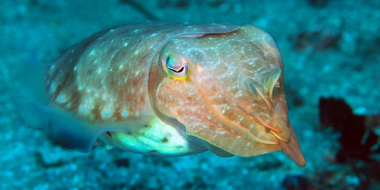 Cuttlefish and their amazing technicolor dreamcoats