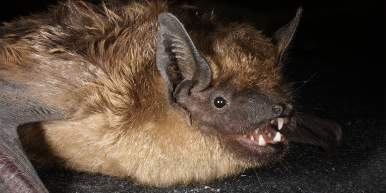 Scientists are confounded by the sex lives of serontine bats