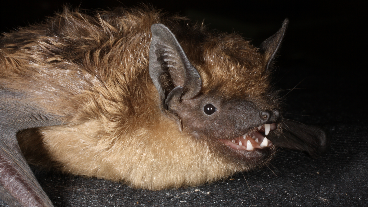 A serotine bat with its mouth open, showing teeth. Serotine bats are widely spread throughout Europe and Asia and have a 15 inch wingspan.