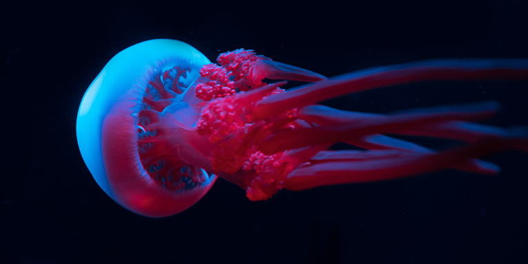 Even without brains, jellyfish learn from their mistakes