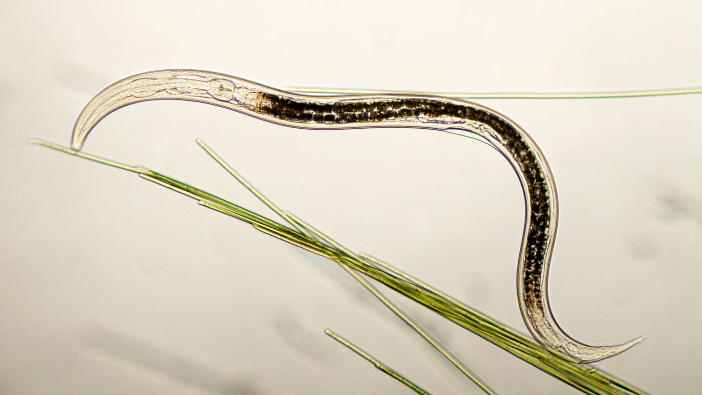 An aquatic nematode living in pond water among cyanobacteria. The small worms are sometimes trapped and eaten by carnivorous fungi.
