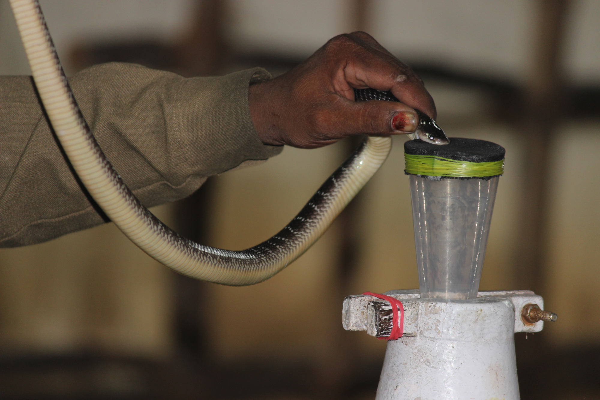 A common krait is milked by Irula tribal member K. Muthu at the Irula Co-op. From venom like this, companies in India produce 8 million vials of antivenin a year, most of it derived from the Irula Co-op venom. 
