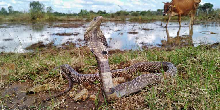 In India, a need for new antidotes to curb deadly snakebites
