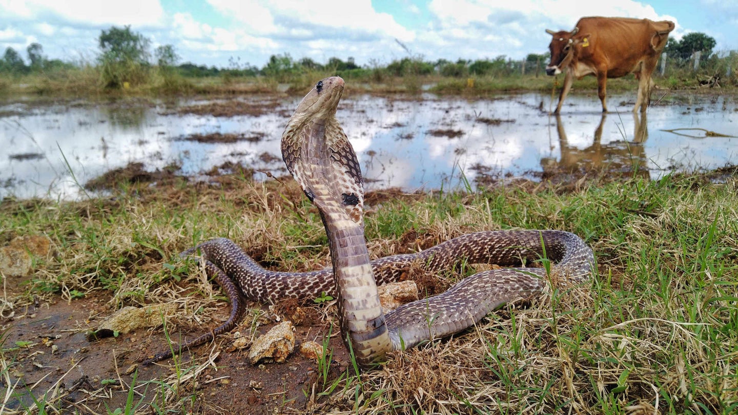 An Indian cobra found in the farmlands of Kanchipuram, Tamil Nadu, India. Around 58,000 Indians die from snakebites every year, the highest rate in the world.