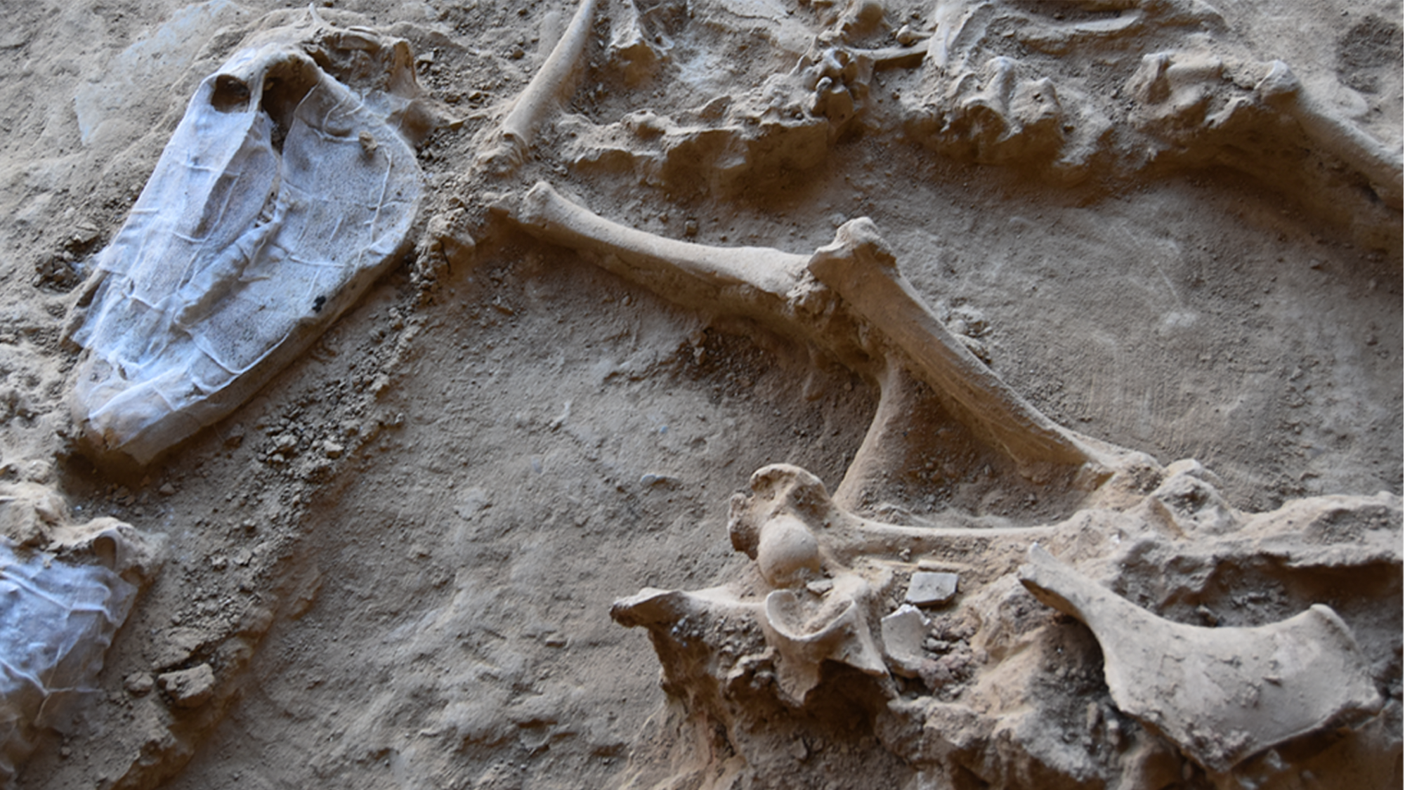 Los huesos de más de 6.000 animales sacrificados cuentan la historia de la Edad del Hierro en España