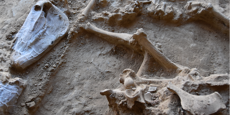 Over 6,000 sacrificed animal bones tell a story of Iron Age Spain