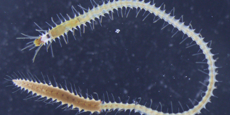 Why these sea worms detach their butts to reproduce