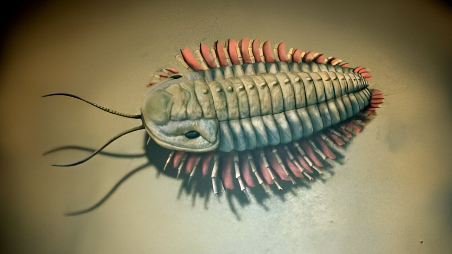 An artist's rendering of a trilobite based on preserved soft body parts. The animal has two antennae protruding from its head and is oval-shaped.
