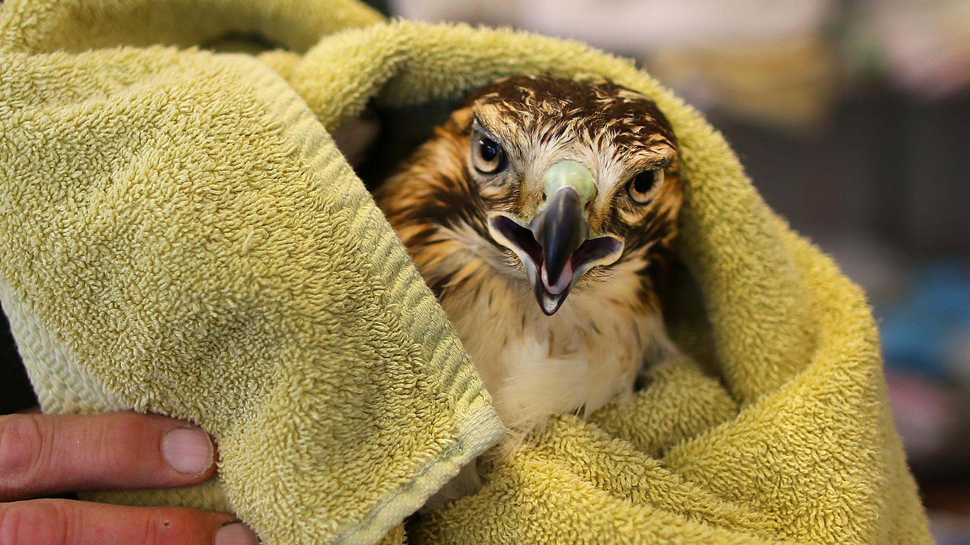 A red-tailed hawk with a broken wing at the New England Wildlife Center in Weymouth, Mass.