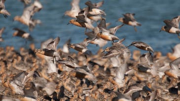 Tracking bird migration with radio-based technology