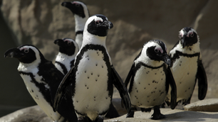 African penguins may tell each other apart by the spots in their plumage