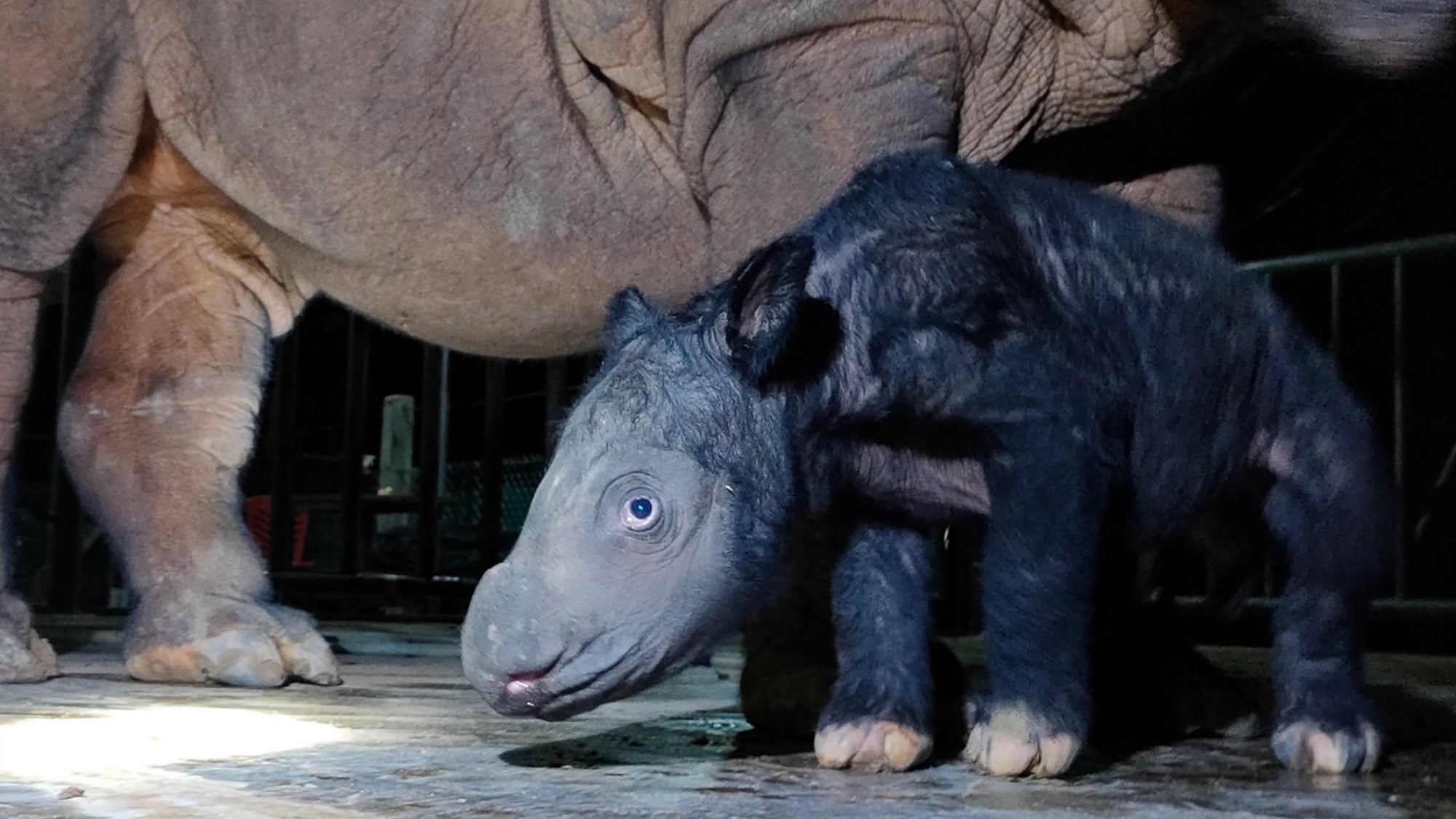 A critically endangered Sumatran rhino named Delilah welcomes first calf