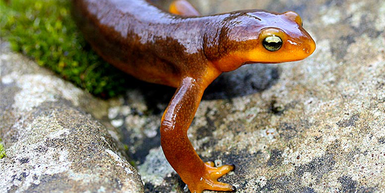 Female Taricha newts are more poisonous than males