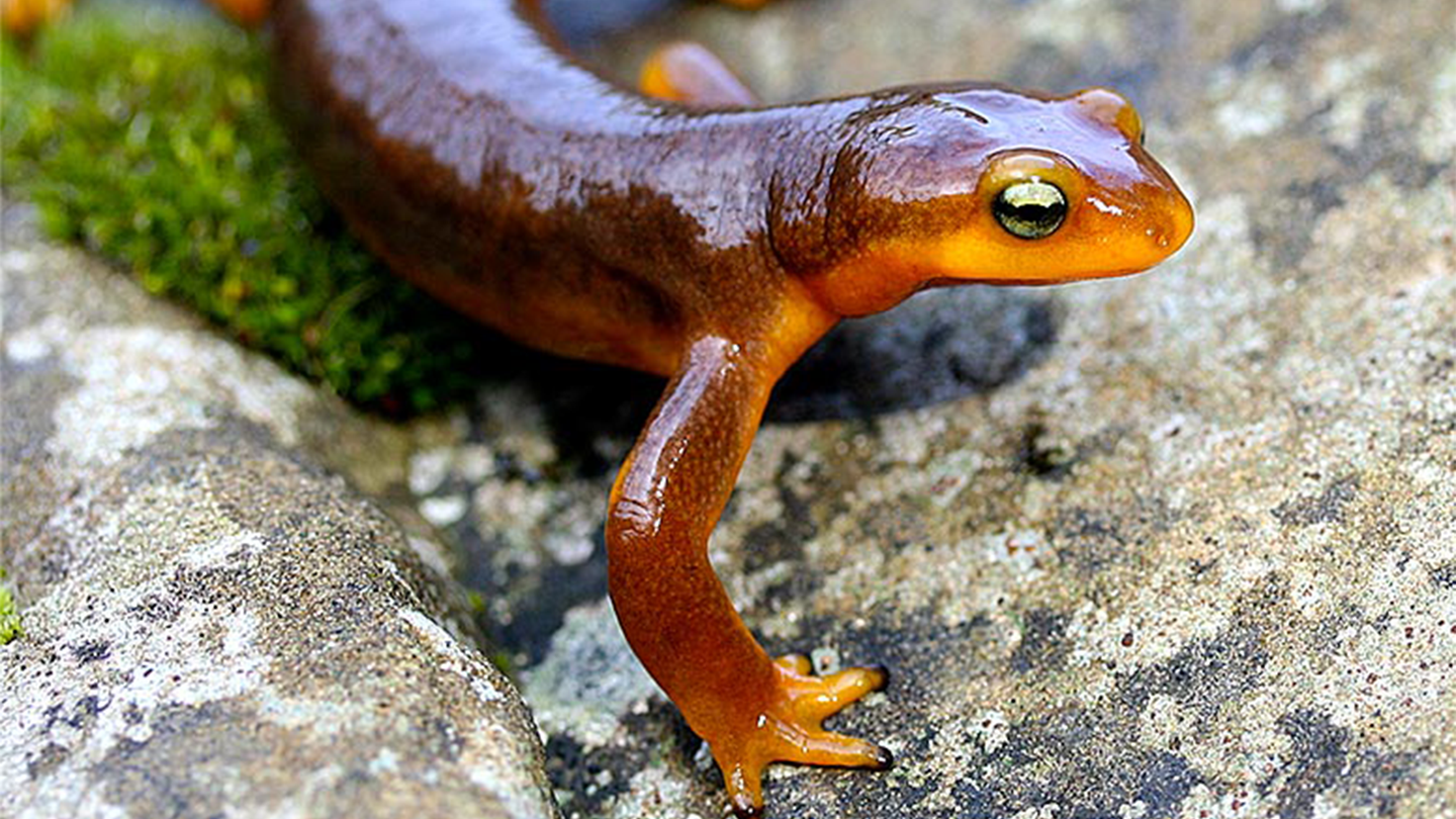 An orange California newt sits on a rock. The amphibians are endemic to California.