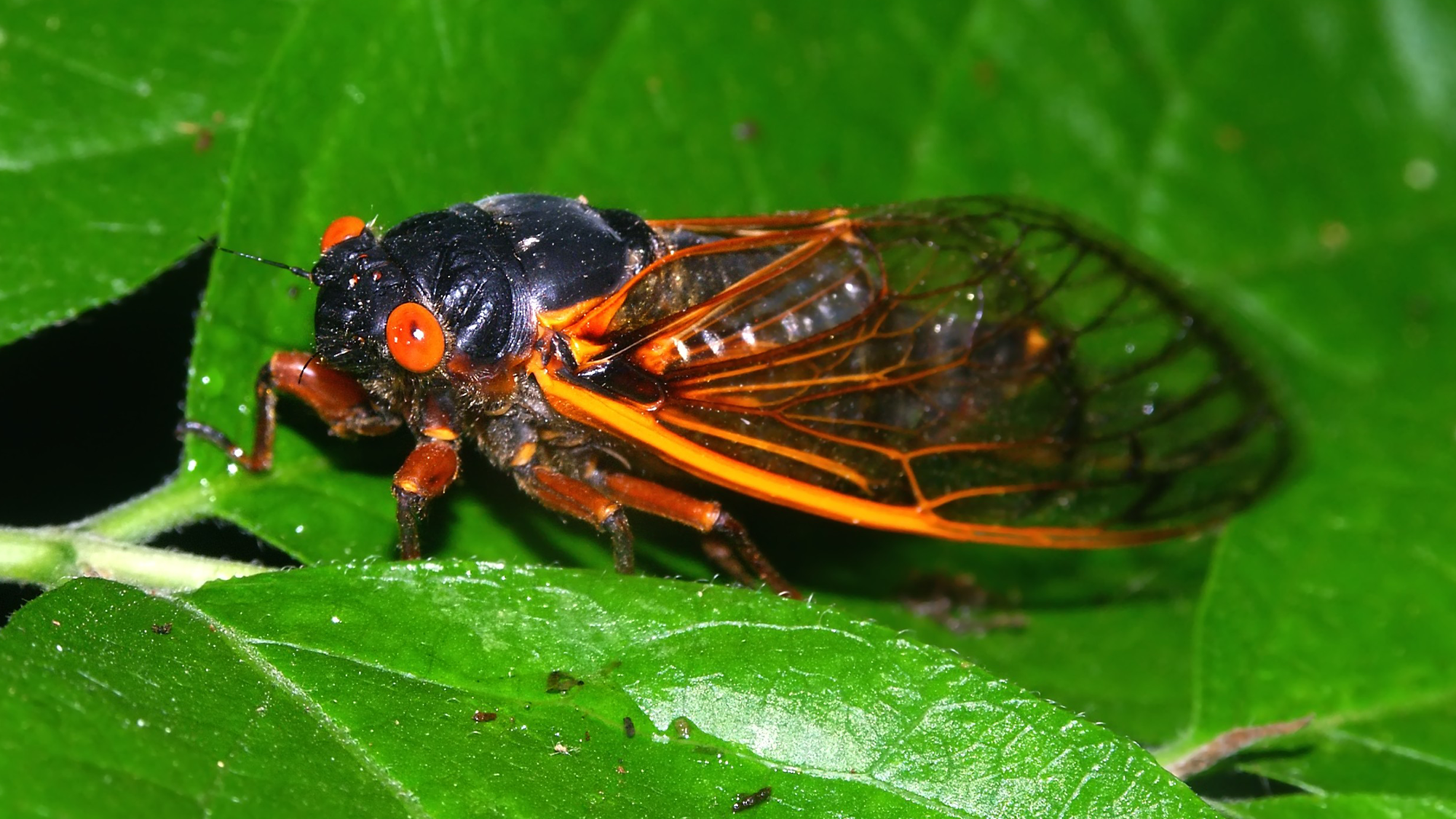 A cicada sitting on a green leaf. The insect has bright orange eyes and large wings. Cicadas live underground for 13 or 17 years, before emerging to mate.