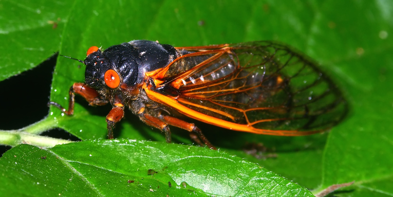 Fiber optic cables can pick up cicadas’ droning din