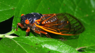 Fiber optic cables can pick up cicadas’ droning din