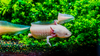 A pink axolotls swimming in a tank. These salamander-like amphibians have become a cultural icon in Mexico.