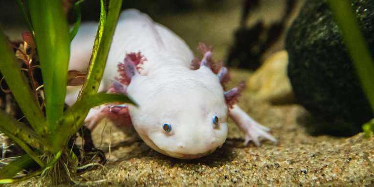 Go (virtually) adopt an axolotl, the ‘Peter Pan’ of amphibians