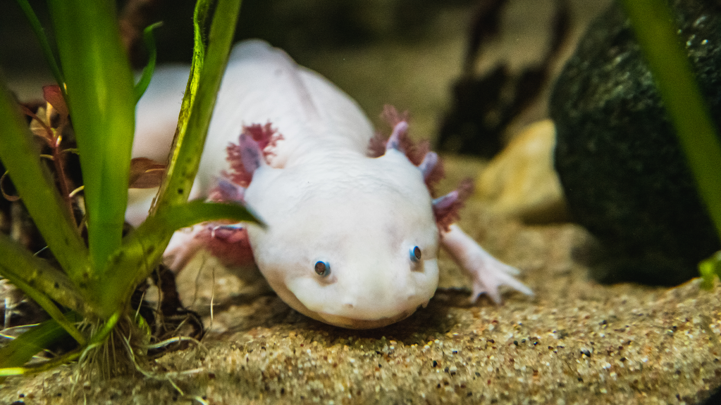 A white axolotl in a tank. Axolotls are sometimes called the ‘Peter Pan of amphibians’ since they do not go through a traditional metamorphosis and keep larval traits like their signature gills.