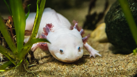 Go (virtually) adopt an axolotl, the ‘Peter Pan’ of amphibians