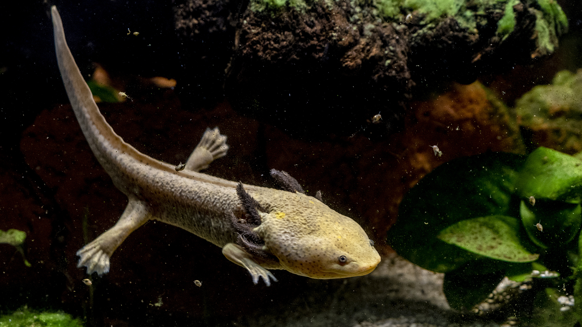 A yellow-ish axolotl swimming in a tank. Axolotls have feathery external gills on each side of their heads. Adult axolotls do have lungs like many other amphibians, but they primarily rely on their signature gills to breathe.
