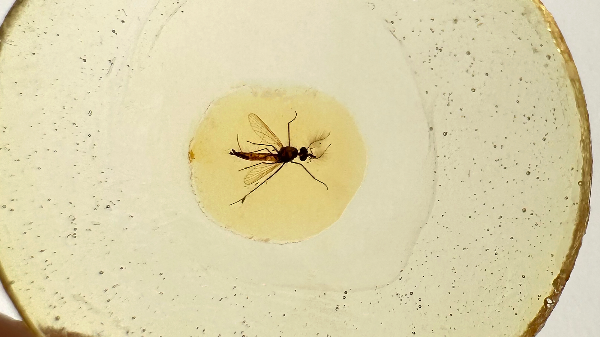 A mosquito encased in yellow-hued amber.