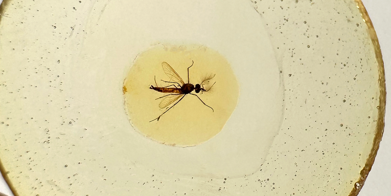 Millions of years ago, male mosquitoes may have been blood suckers too