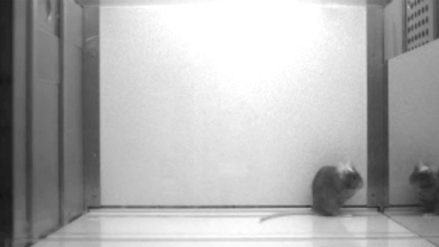 A dark-furred mouse looks into a mirror.