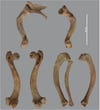 Bent bones from the baboons showing signs of rickets. The left scapula and left and right humerus (top), the left and right femur (bottom left), and left tibia and right tibia and fibula (bottom right)